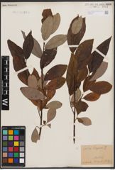 Foto von Salix caprea L.